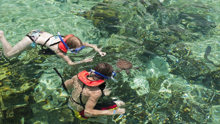 2 children in life vests snorkelling with a turtle at the farm