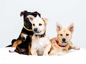 3 adorable puppies cuddling on a pillow from One Dog at A Time