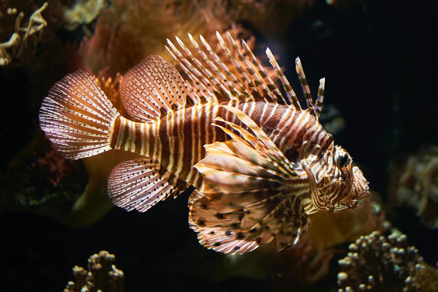 Close up of a Lionfish swimming