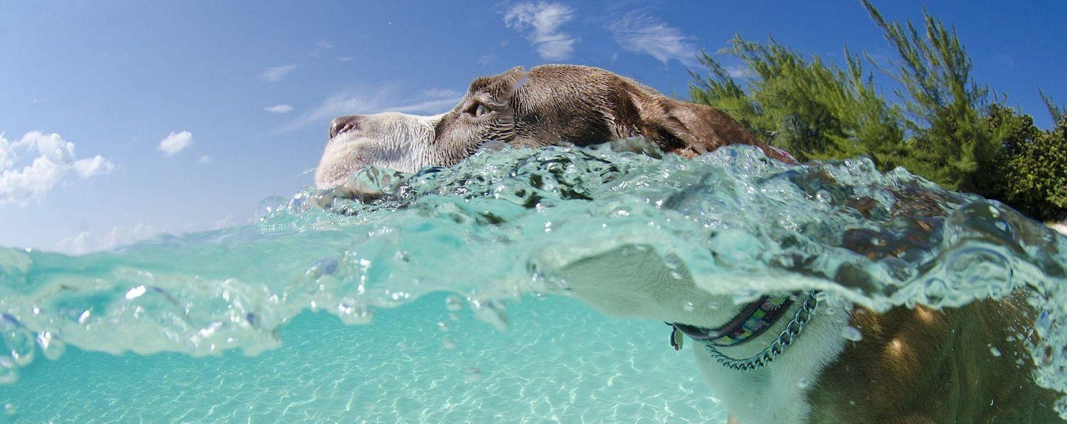 Close up of dog swimming in the ocean in the Cayman Islands