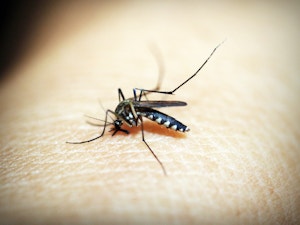 Close-up of mosquito infected with Zika virus