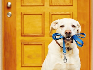 DOG WITH LEAD