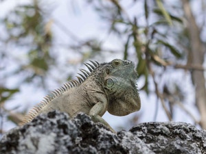 Iguana perched on a rock in the Cayman Islands