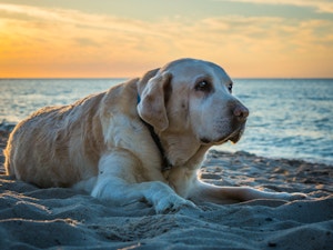 Old Dog on the Beach