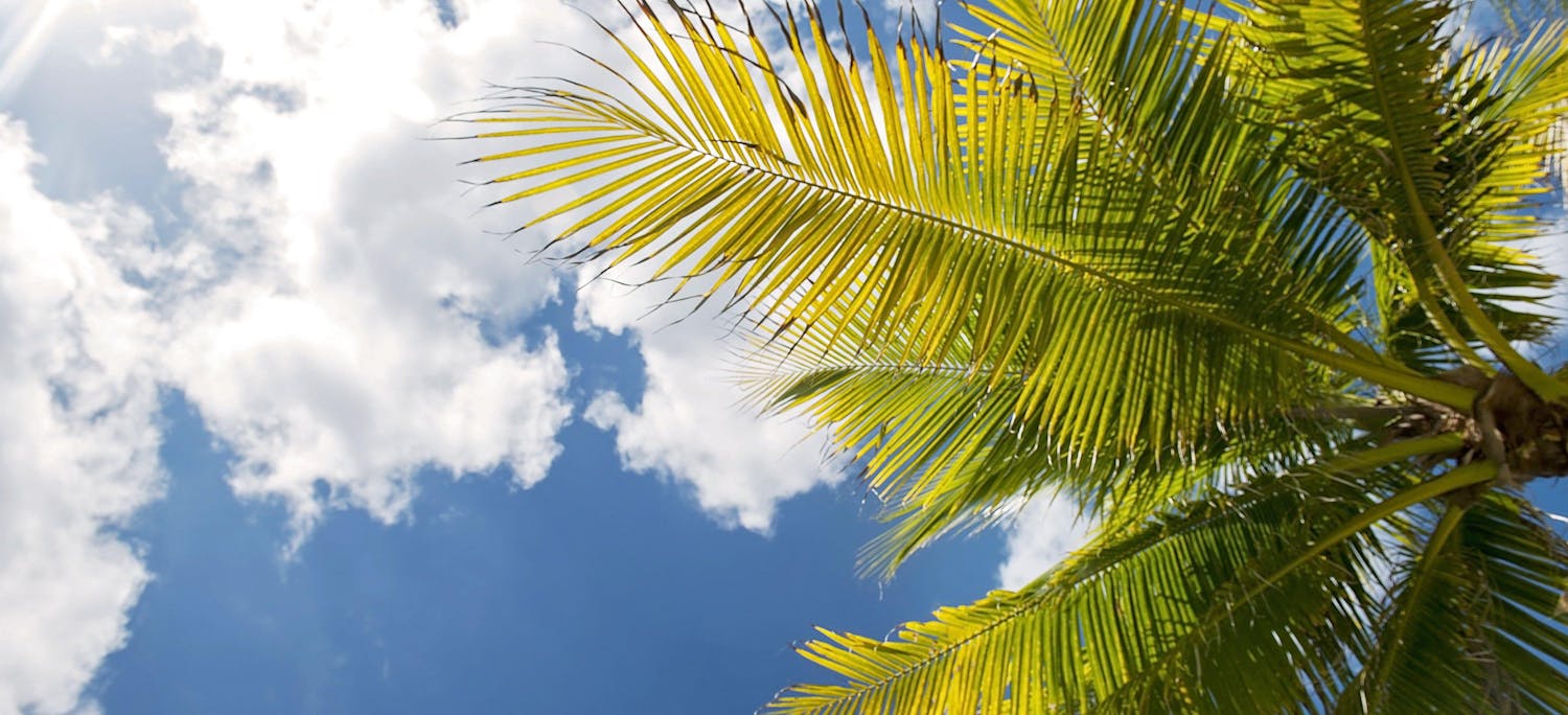 Palm Tree Blue Sky
