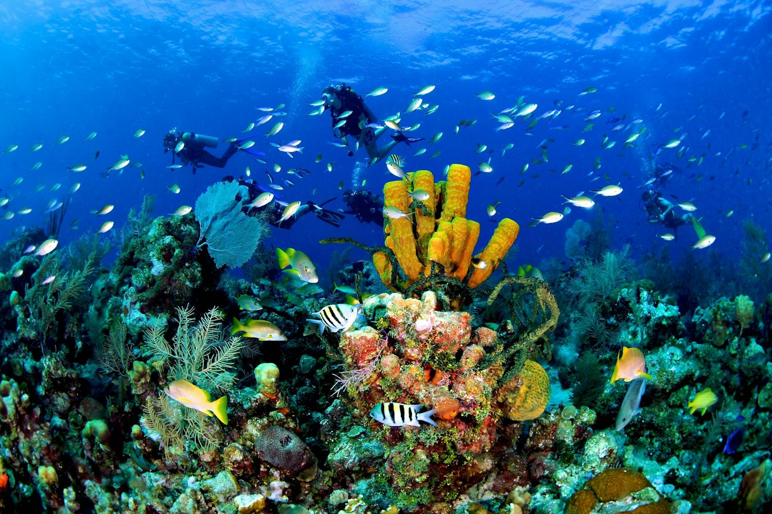 Scuba divers exploring the colourful Cayman Reef
