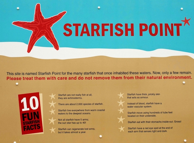 Starfish Point Starfish facts