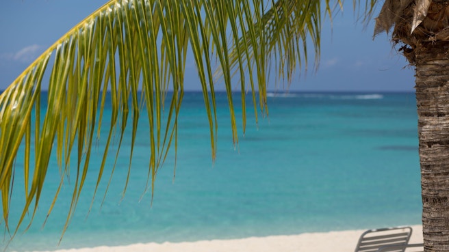 Through palm tree overlooking blue ocean beach