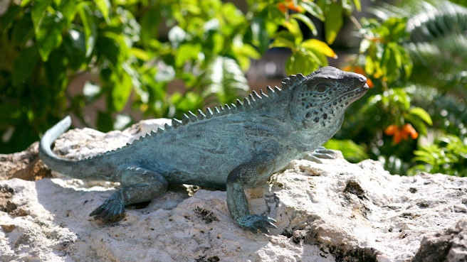 Blue iguana at a nature reserve