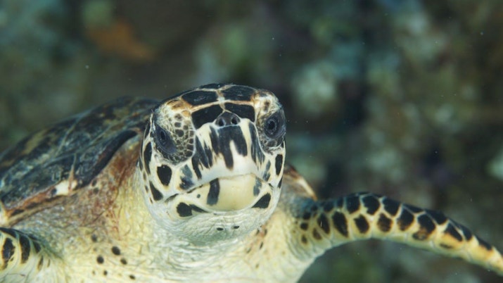 Face to face with with a green sea turtle