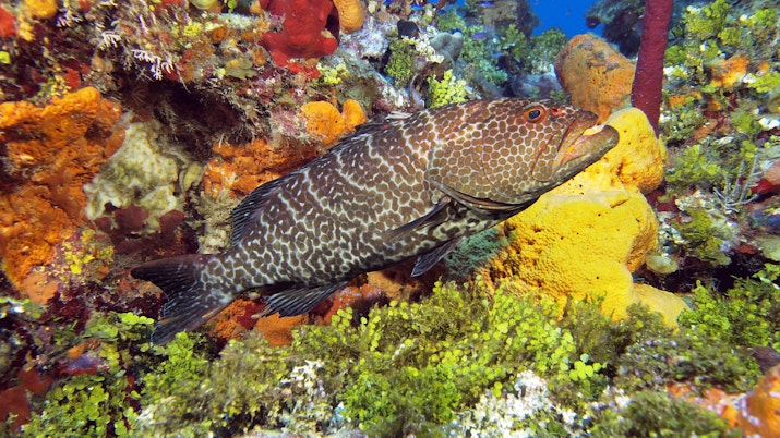 Nassau grouper in swimming past a colourful coral reef