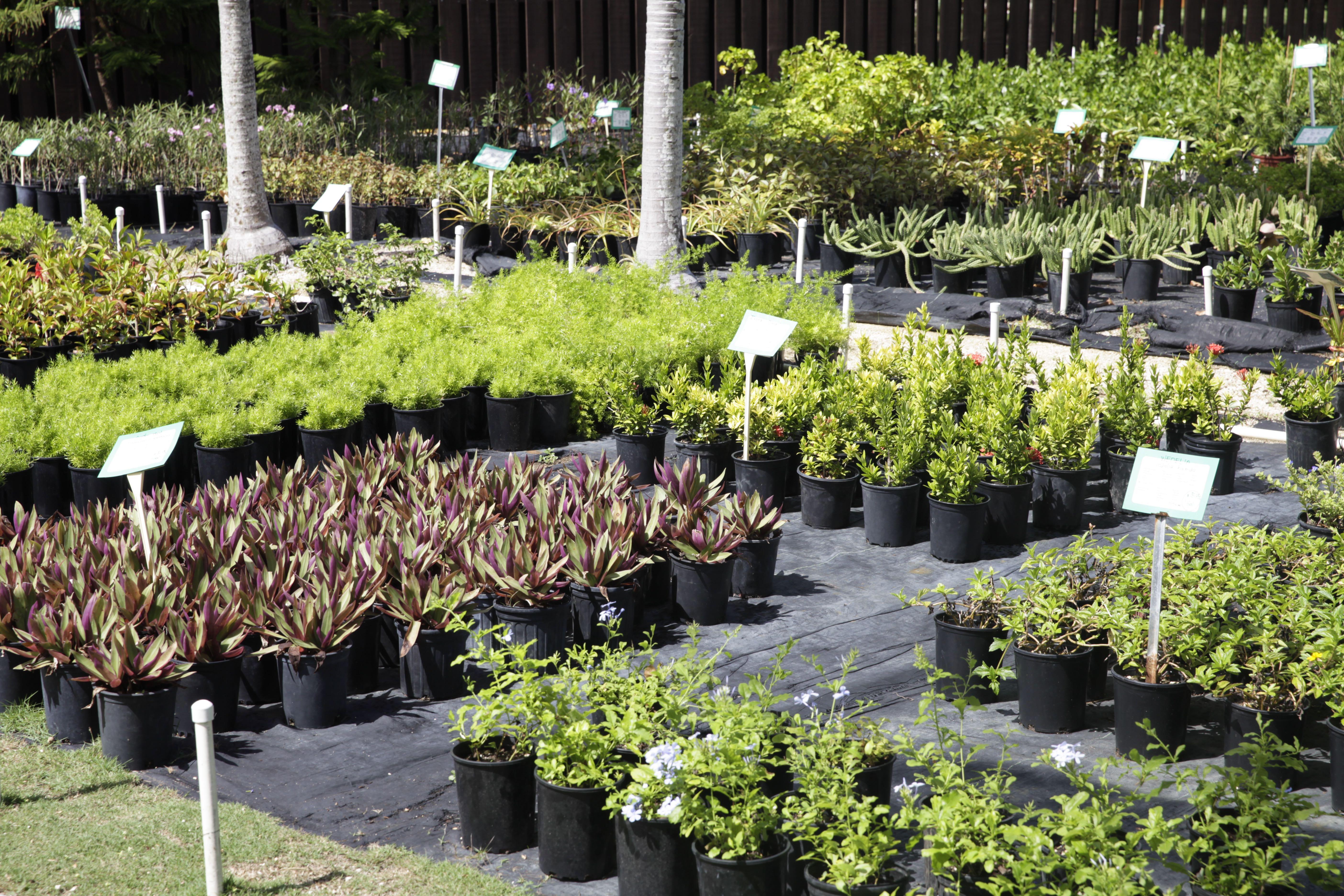 Landscaping Companies in the Cayman Islands Cayman Resident