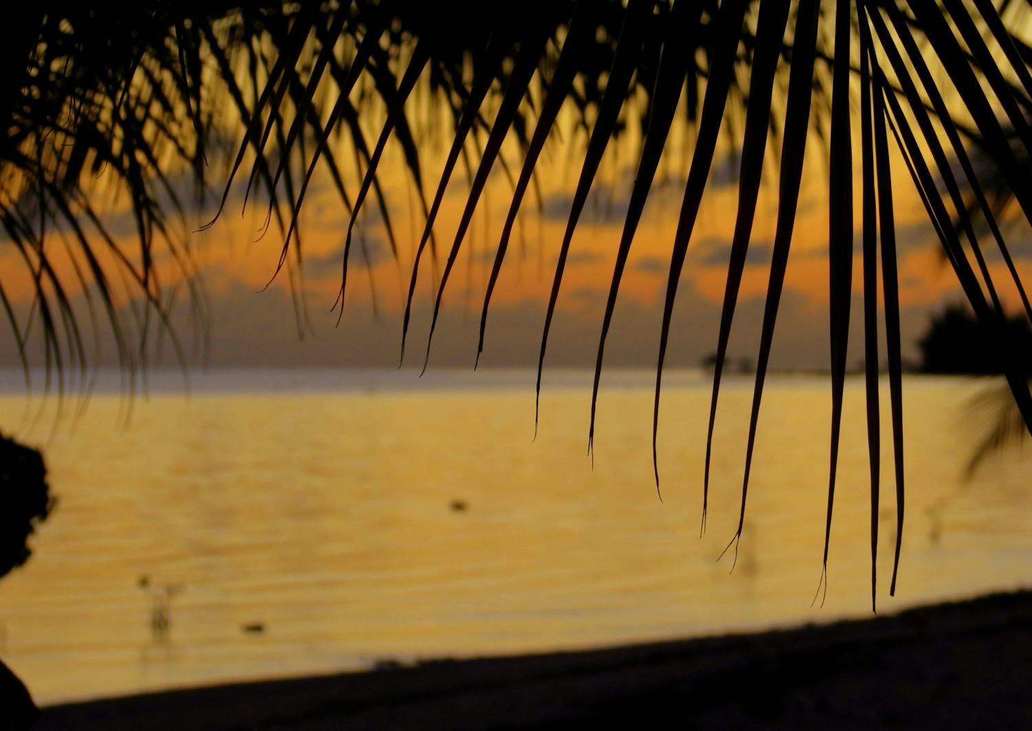 Palm leaf silhouetted with view of ocean at sunset