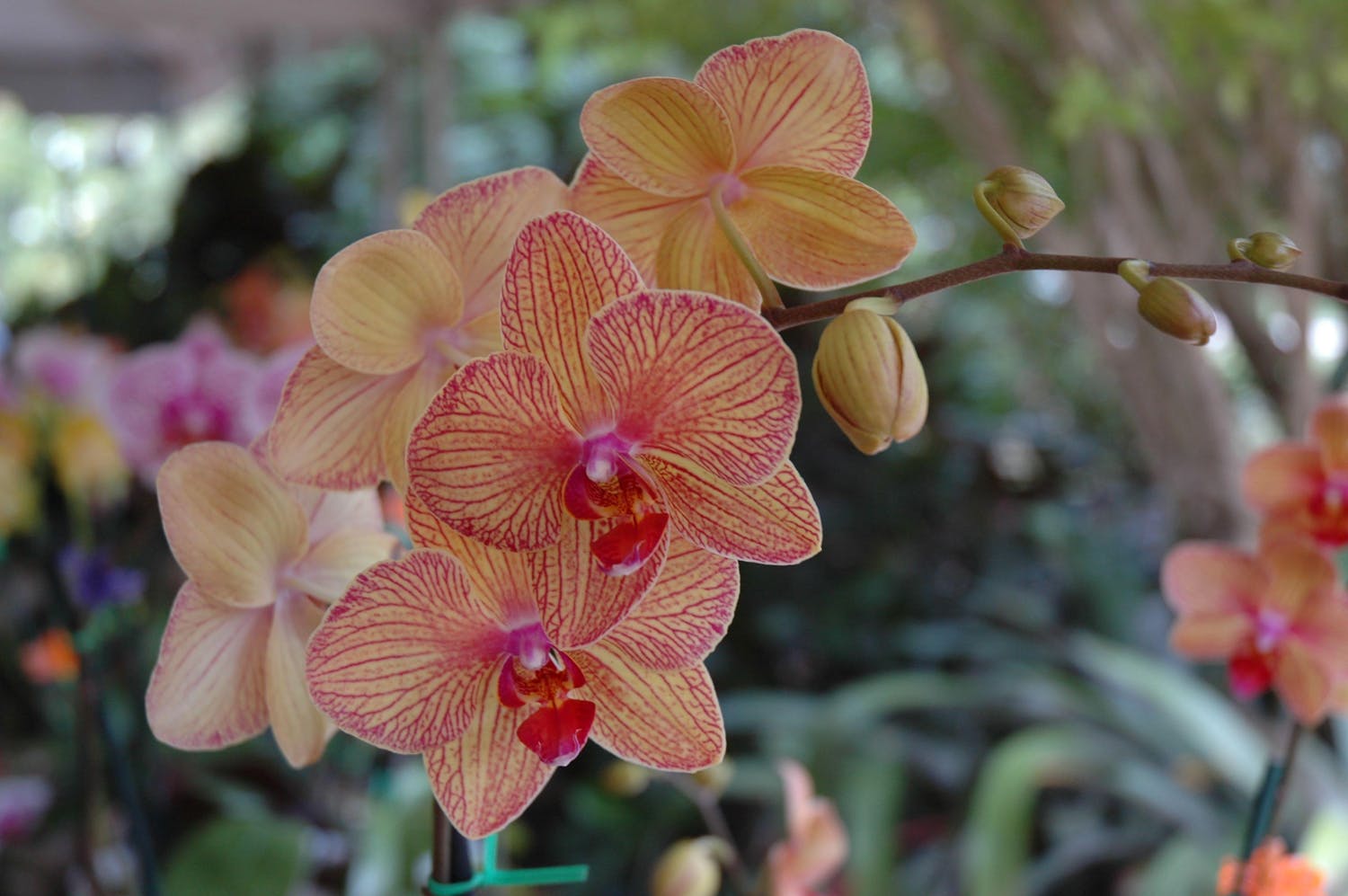 Pink and orange orchid close up
