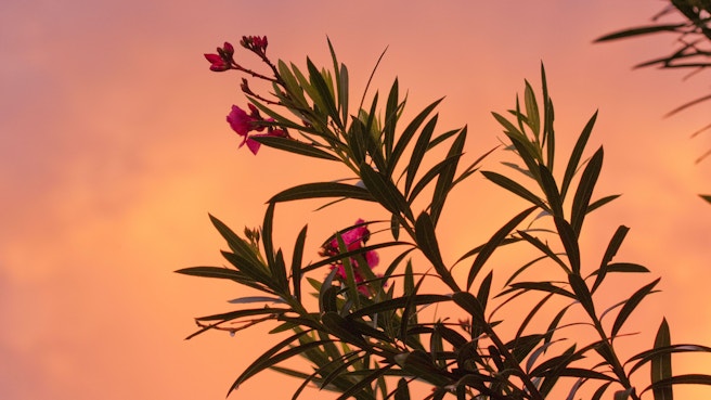 Pink flower silhouetted against a pink sunset sky