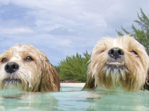 Two dogs swimming in the ocean