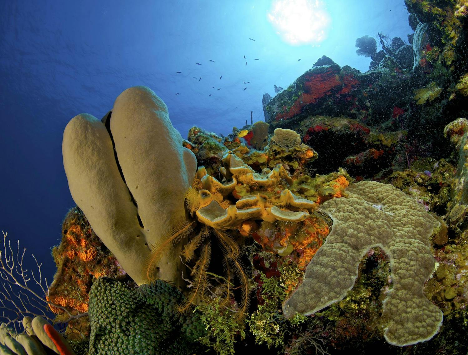 Underwater coral with fish off in the distance and light coming from above