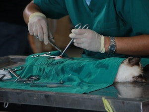 Vet with cat on table doing surgery