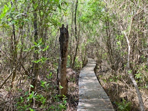 View of the mastic trail boardwalk
